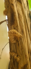 Marasmiellus purpureus