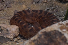 Crotalus willardi amabilis
