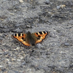 Aglais urticae