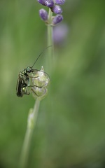 Oedemera nobilis