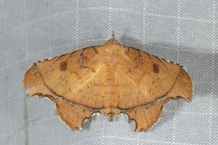 Malatrogia castanitis