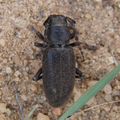 Dorcadion mucidum