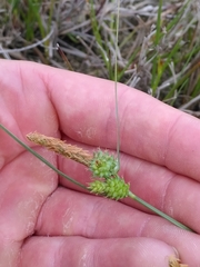 Carex extensa