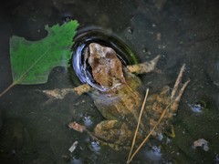 Rana temporaria