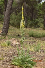 Verbascum giganteum
