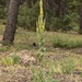 Verbascum giganteum - Photo (c) faluke, some rights reserved (CC BY-NC), uploaded by faluke