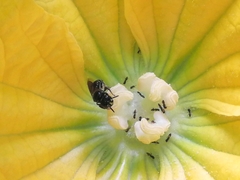 Ceratina perforatrix pyramidalis