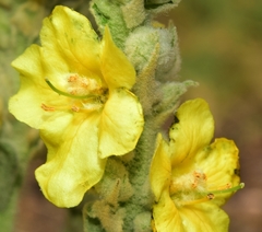 Verbascum giganteum
