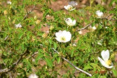 Rosa agrestis