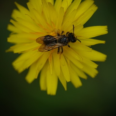 Andrena fulvago