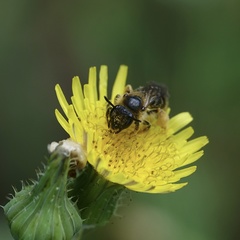 Andrena fulvago