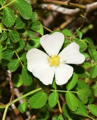 Rosa agrestis