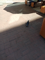 Columba livia domestica