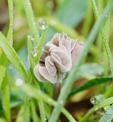 Mycena mijoi