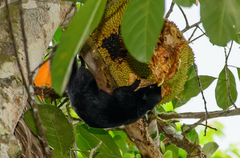 Callosciurus prevostii