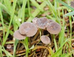 Mycena mijoi