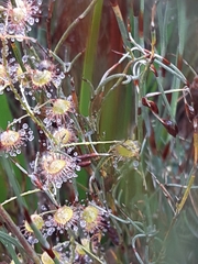 Drosera planchonii