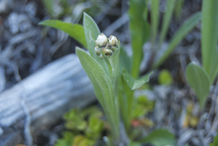 Antennaria pulcherrima