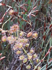Drosera planchonii