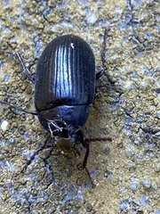 Prionychus ater