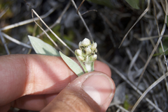 Antennaria pulcherrima