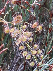 Drosera planchonii