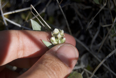 Antennaria pulcherrima