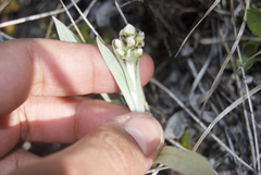 Antennaria pulcherrima