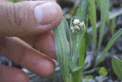 Antennaria pulcherrima