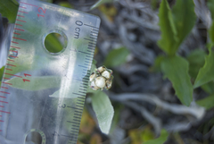 Antennaria pulcherrima