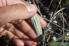 Antennaria pulcherrima