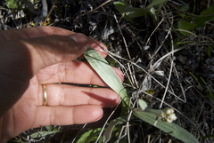 Antennaria pulcherrima