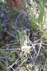 Antennaria pulcherrima