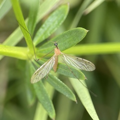 Limonia phragmitidis