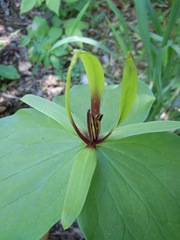 Trillium viridescens