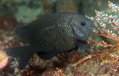 Parma oligolepis