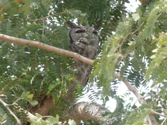 Bubo cinerascens