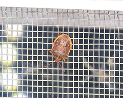 Dendrocoris