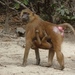 Guinea Baboon - Photo (c) Mike King, some rights reserved (CC BY-NC), uploaded by Mike King