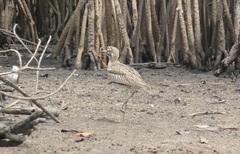 Burhinus senegalensis