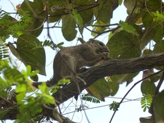 Heliosciurus gambianus