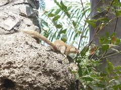 Heliosciurus gambianus