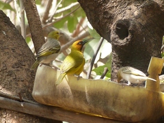 Ploceus brachypterus