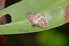 Herpetogramma pseudomagna