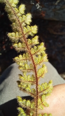 Cheilanthes induta