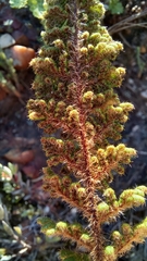 Cheilanthes induta