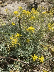 Alyssum montanum gmelinii