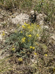 Alyssum montanum gmelinii