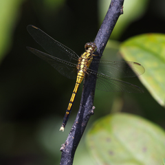 Orthetrum luzonicum
