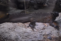 Hydrosaurus pustulatus